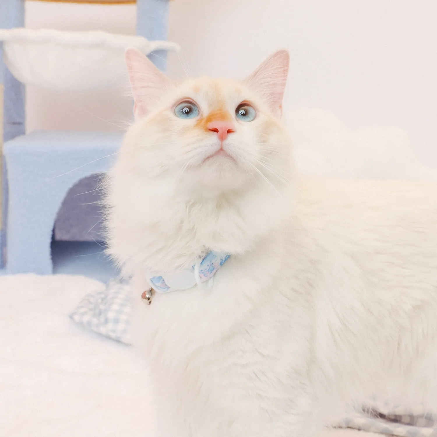 Hello Kitty Cinnamoroll x Sassy Woof Cat Collar Clouds kattehalsbånd